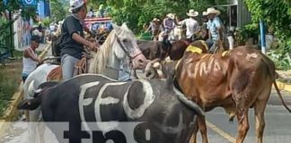 Foto: Realizan grandioso tope de toros en la ciudad de Somoto / TN8