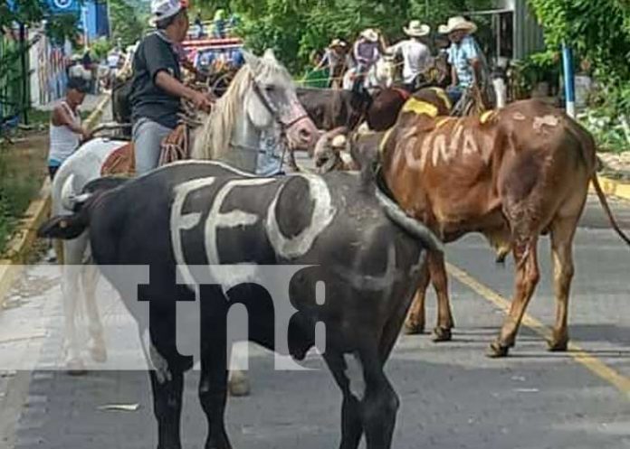 Foto: Realizan grandioso tope de toros en la ciudad de Somoto / TN8
