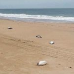 Encuentran a más de 5.000 pingüinos muertos en  costas de Uruguay Encuentran a más de 5.000 pingüinos muertos en costas de Uruguay