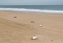 Encuentran a más de 5.000 pingüinos muertos en costas de Uruguay Encuentran a más de 5.000 pingüinos muertos en costas de Uruguay