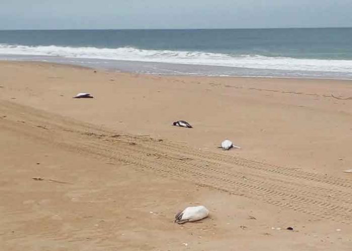 Encuentran a más de 5.000 pingüinos muertos en costas de Uruguay