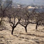 Emergencia climática en América Latina y el Caribe: Extremos sin precedentes Foto: Emergencia climática en América Latina y el Caribe: Extremos sin precedentes / Cortesía