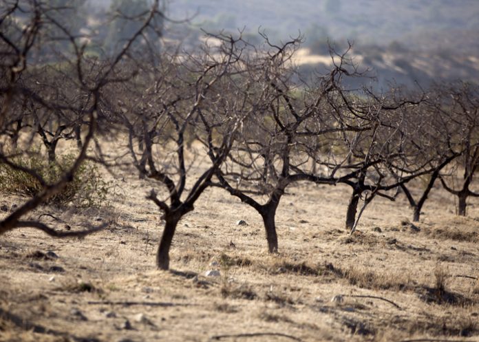 Foto: Emergencia climática en América Latina y el Caribe: Extremos sin precedentes / Cortesía