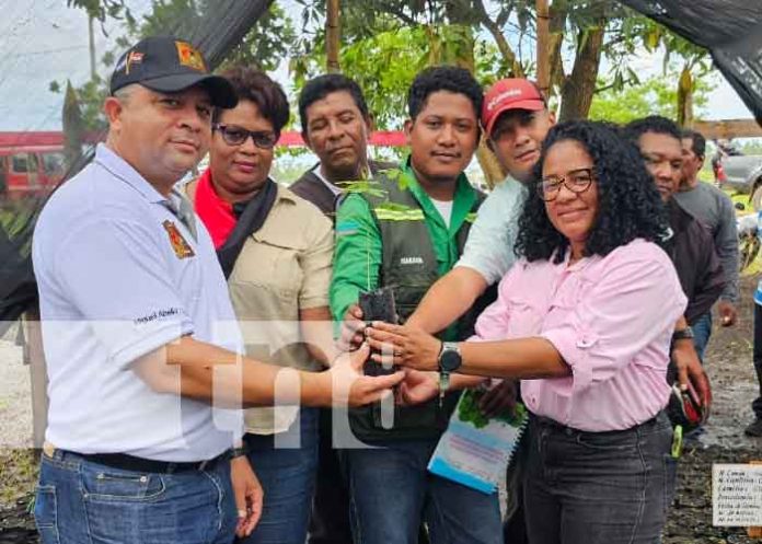 4 Foto: Vivero en Bilwi producirá 30 mil plantas para reforestación / Cortesía