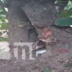 Motociclista ebrio se "palma" al estrellarse con un árbol en Tola