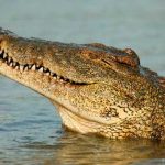 Recuperan cuerpo de Chucho, joven futbolista atacado por cocodrilo Foto: Recuperan cuerpo de Chucho, joven futbolista atacado por cocodrilo / Cortesía