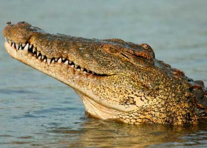 Foto: Recuperan cuerpo de Chucho, joven futbolista atacado por cocodrilo / Cortesía