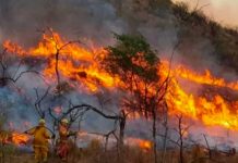 200 personas son evacuadas por «terrorífico incendio forestal» en Suiza Evacuados en Suiza por un importante incendio forestal