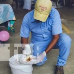 Arranca 2da jornada de desratización en Nueva Segovia con el BioRat Foto: Aplicación de BioRat en Nueva Segovia / TN8