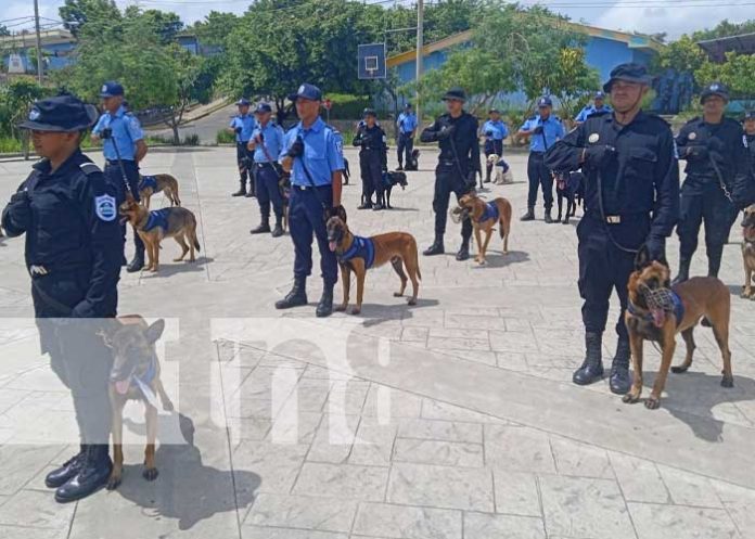 cani-2 Foto: Graduación de técnica canina en Nicaragua / TN8