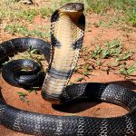 Mujer de India paga para matar a su novio