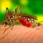 OMS: Europa se encuentra expuesto a desarrollar brotes de Dengue OMS "posible aumento de dengue en Europa"