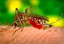 OMS: Europa se encuentra expuesto a desarrollar brotes de Dengue OMS "posible aumento de dengue en Europa"