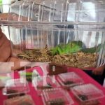 Foto: Feria de fauna exótica en San Marcos / TN8