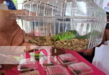 Familias participan en feria de fauna exótica en San Marcos, en saludo al 44/19 Foto: Feria de fauna exótica en San Marcos / TN8