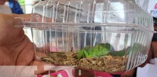 Foto: Feria de fauna exótica en San Marcos / TN8