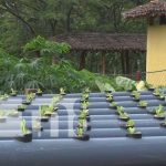 Cultivo hidropónico al servicio de protagonistas de Patio Saludable en Nandaime Foto: Cultivos hidropónicos en Nandaime / TN8