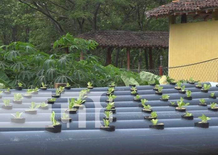 Foto: Cultivos hidropónicos en Nandaime / TN8