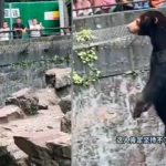 Oso de zoológico chino se volvió viral