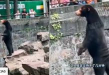 ¿Real o burla? Impactante video de Oso en zoológico deja «con la boca abierta» Oso de zoológico chino se volvió viral