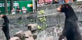 Oso de zoológico chino se volvió viral