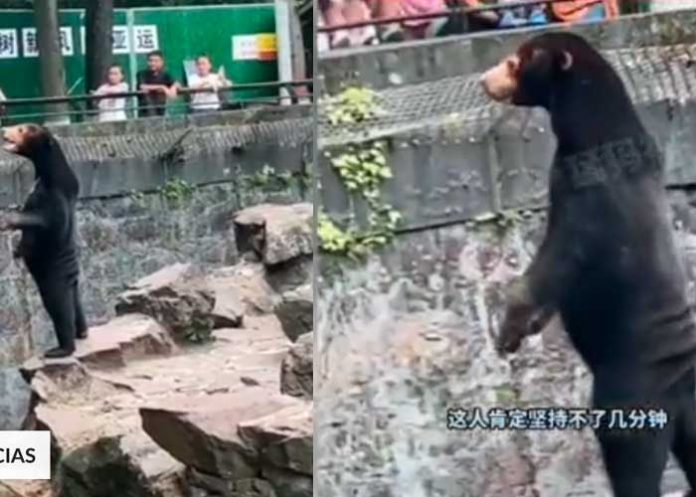 Oso de zoológico chino se volvió viral