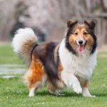 21 de julio, Día Mundial del Perro “el mejor amigo del hombre” Día Mundial del Perro