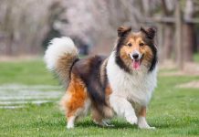 Día Mundial del Perro