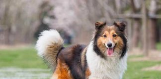 Día Mundial del Perro