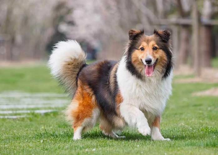 Día Mundial del Perro