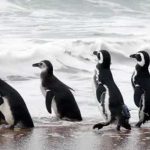 Más de 5 mil animales muertos son encontrados en las playas de Uruguay Mortandad de animales muertos en Uruguay