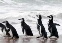Más de 5 mil animales muertos son encontrados en las playas de Uruguay Mortandad de animales muertos en Uruguay