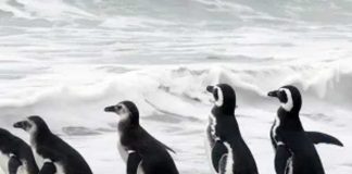 Mortandad de animales muertos en Uruguay