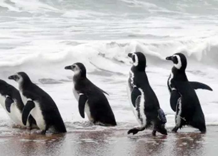 Mortandad de animales muertos en Uruguay