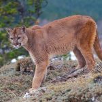 Niño sobrevive al ataque de un puma