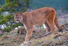 ¿Milagro? Niño sobrevive al feroz ataque de puma en parque nacional de EE.UU. Niño sobrevive al ataque de un puma