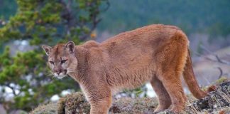 Niño sobrevive al ataque de un puma