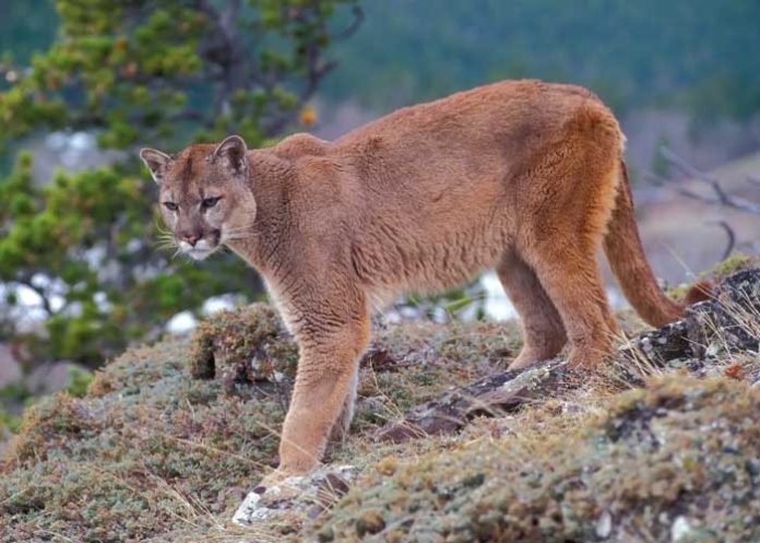 puma2 Niño sobrevive al ataque de un puma