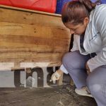 Nicaragua busca frenar la leptospirosis con acciones del BioRat Foto: Aplicación de BioRat en centros de compras de Nicaragua / TN8