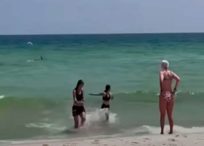 tiburon-2TN8 Bañistas huyen aterrados por presencia de tiburones en Estados Unidos