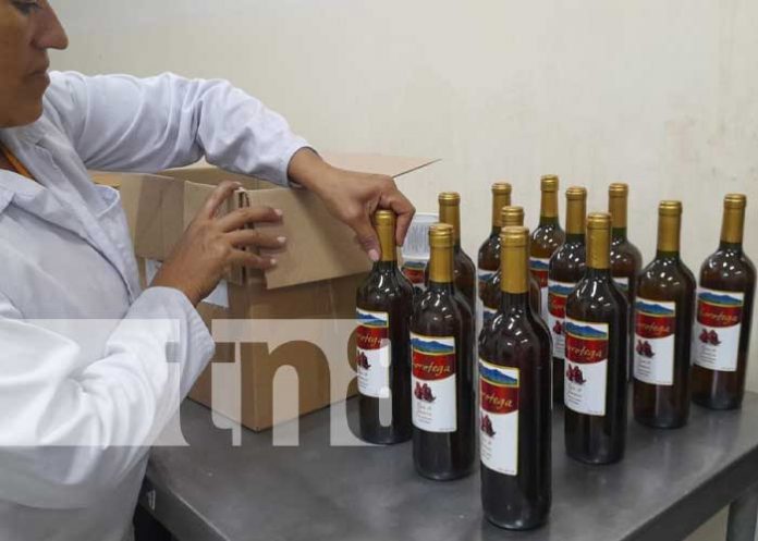 Foto: Producción de vinos orgánicos desde Nandaime / TN8