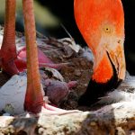 Científicos hallan por primera vez en América un huevo fósil de flamenco prehistórico