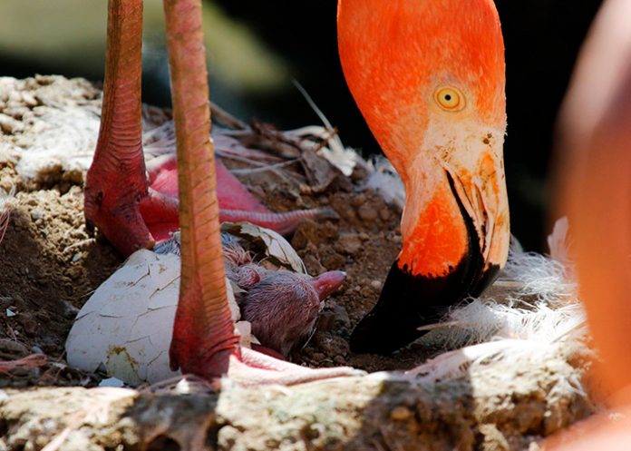 1 Científicos hallan por primera vez en América un huevo fósil de flamenco prehistórico