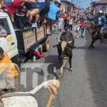 ¡Fiestas Tradicionales! Espectacular tope de toros en Granada Foto: Espectacular tope de toros en Granada / TN8