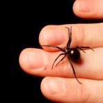 Cipote quería convertirse en "Hombre araña" y se deja picar por una viuda negra