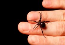 Cipote quería convertirse en «Hombre araña» y se deja picar por una viuda negra Cipote quería convertirse en "Hombre araña" y se deja picar por una viuda negra