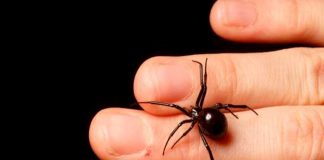 Cipote quería convertirse en "Hombre araña" y se deja picar por una viuda negra