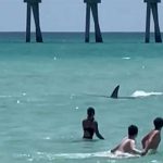 Una mujer es atacada por un tiburón en Nueva York Foto: Una mujer es atacada por un tiburón en Nueva York/ Cortesía