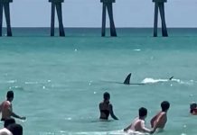 Foto: Una mujer es atacada por un tiburón en Nueva York/ Cortesía