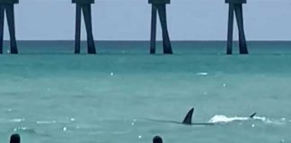 Foto: Una mujer es atacada por un tiburón en Nueva York/ Cortesía